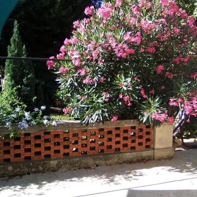 Aparthotel Le Petit Palais Maisonnette Avignon Exterior foto